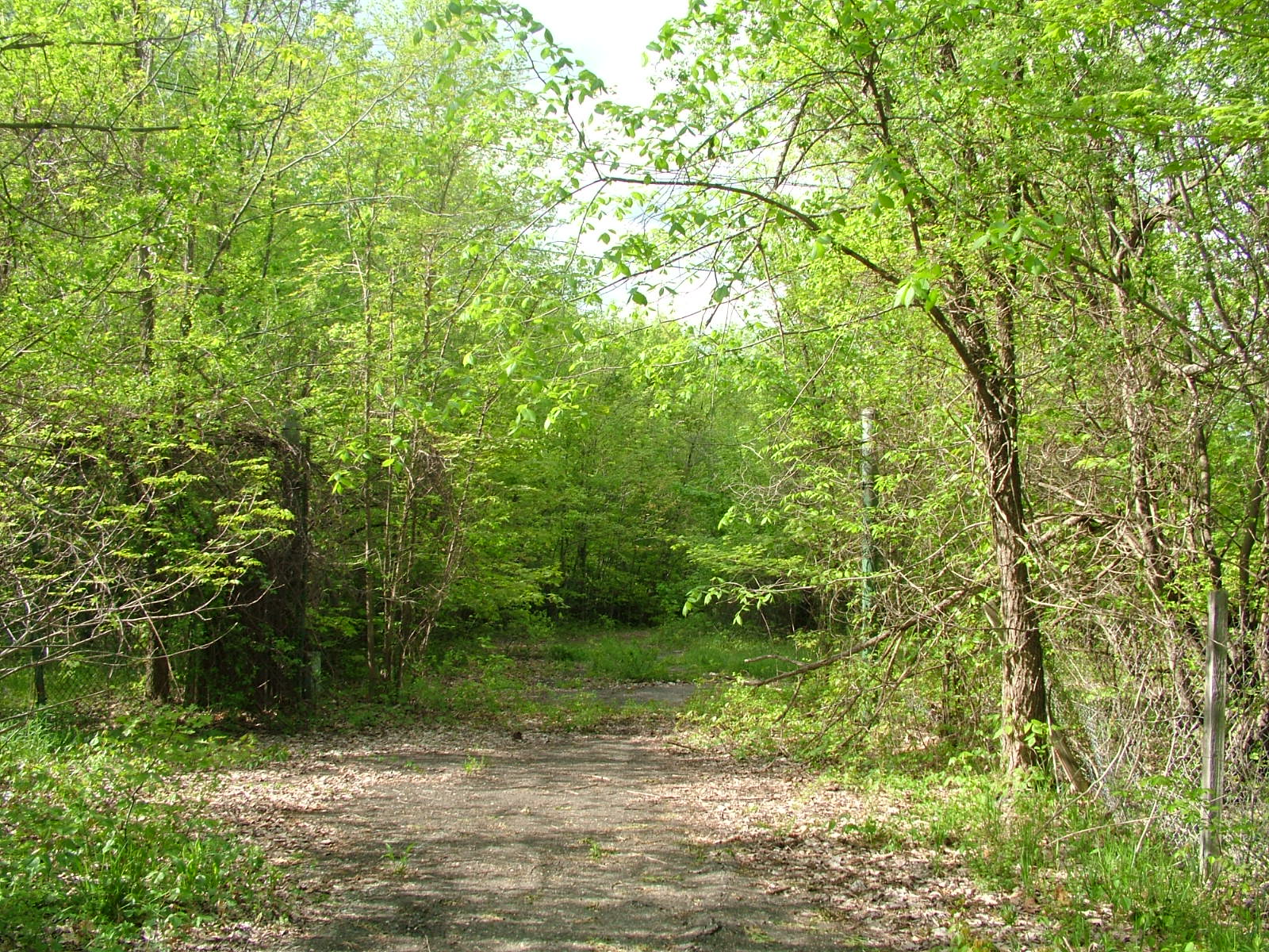 More Jungle Habitat Pictures